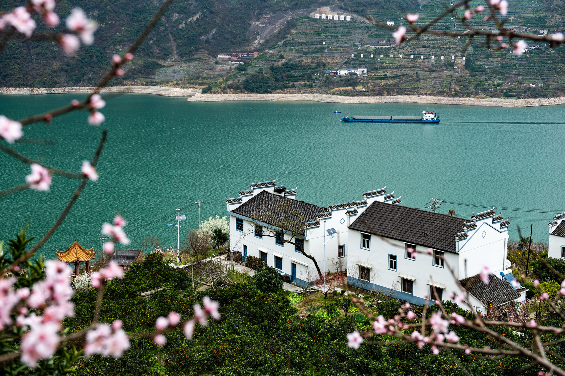 鮮花盛開的湖北省宜昌市秭歸縣屈原鎮西陵峽村臍橙園。 新華社發.JPG